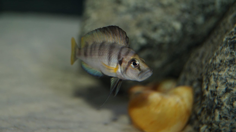 Altolamprologus sp. 'compressiceps shell' Chimba